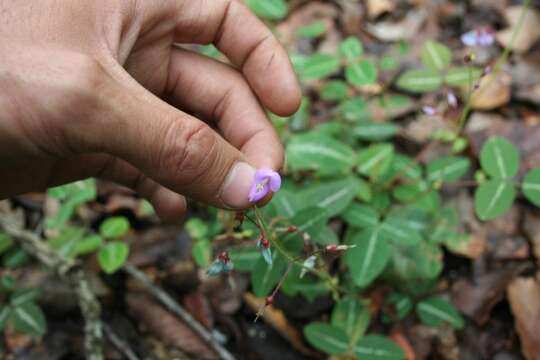 Image of Desmodium leptoclados Hemsl.