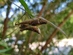 Image of Orphulella speciosa (Scudder & S. H. 1862)