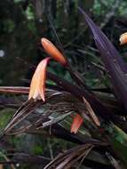 Image of Sobralia crocea (Poepp. & Endl.) Rchb. fil.