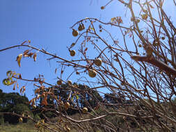 Image of California buckeye