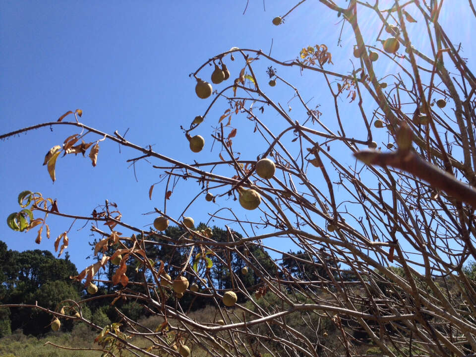 Imagem de Aesculus californica (Spach) Nutt.