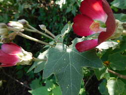 Image de Phymosia umbellata (Cav.) Kearney