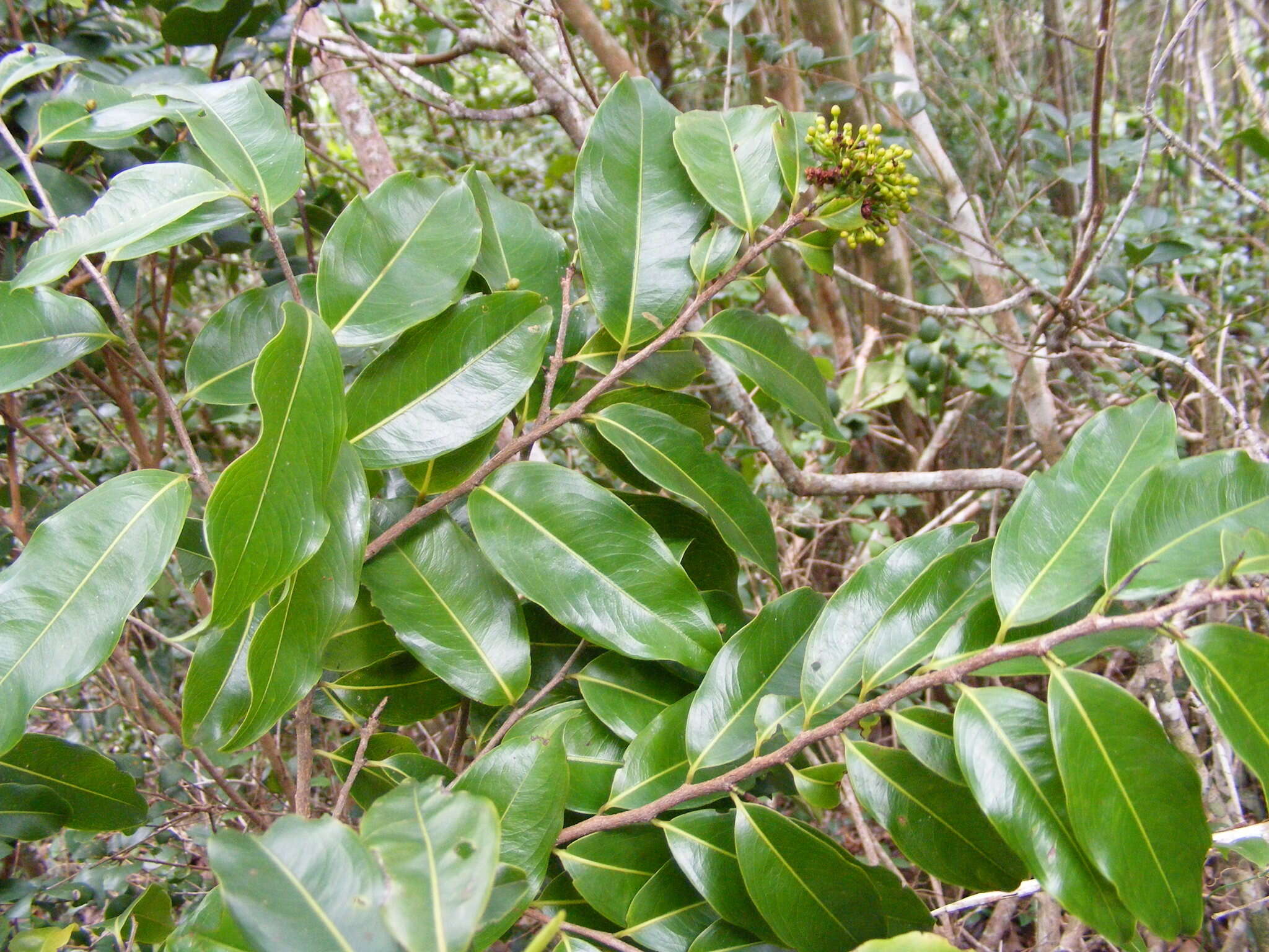 Imagem de Ouratea laurifolia (Sw.) Engl.