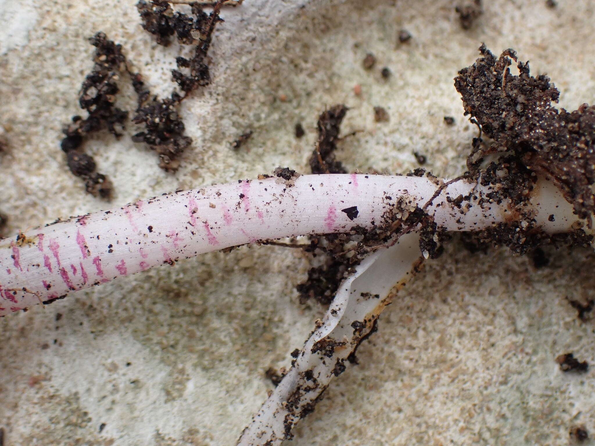 Image of Lachenalia juncifolia Baker