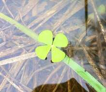 Plancia ëd Marsilea ancylopoda A. Br.