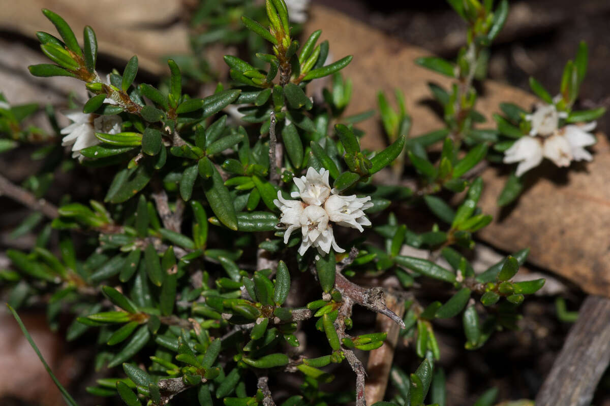 Image of Cryptandra tomentosa Lindl.