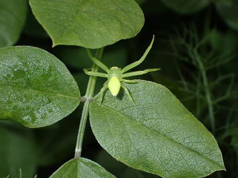 Image of Misumena spinifera (Blackwall 1862)