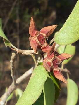 Image of Foetidia retusa Blume