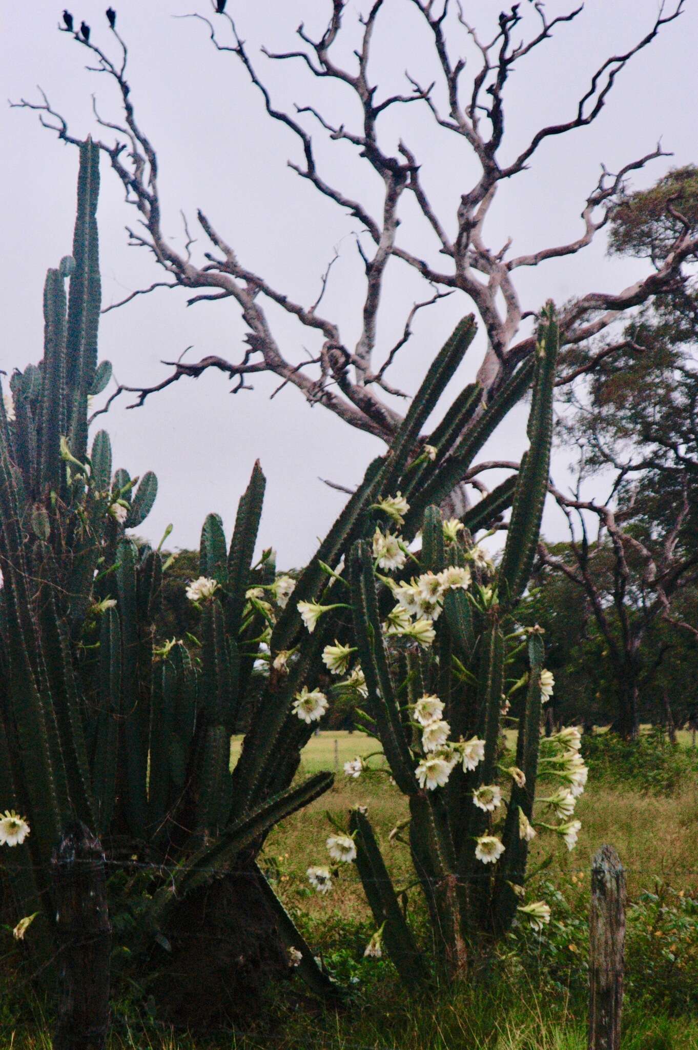 Imagem de Cereus bicolor Rizzini & A. Mattos