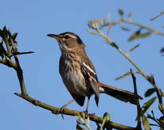 Image of White-browed Scrub Robin