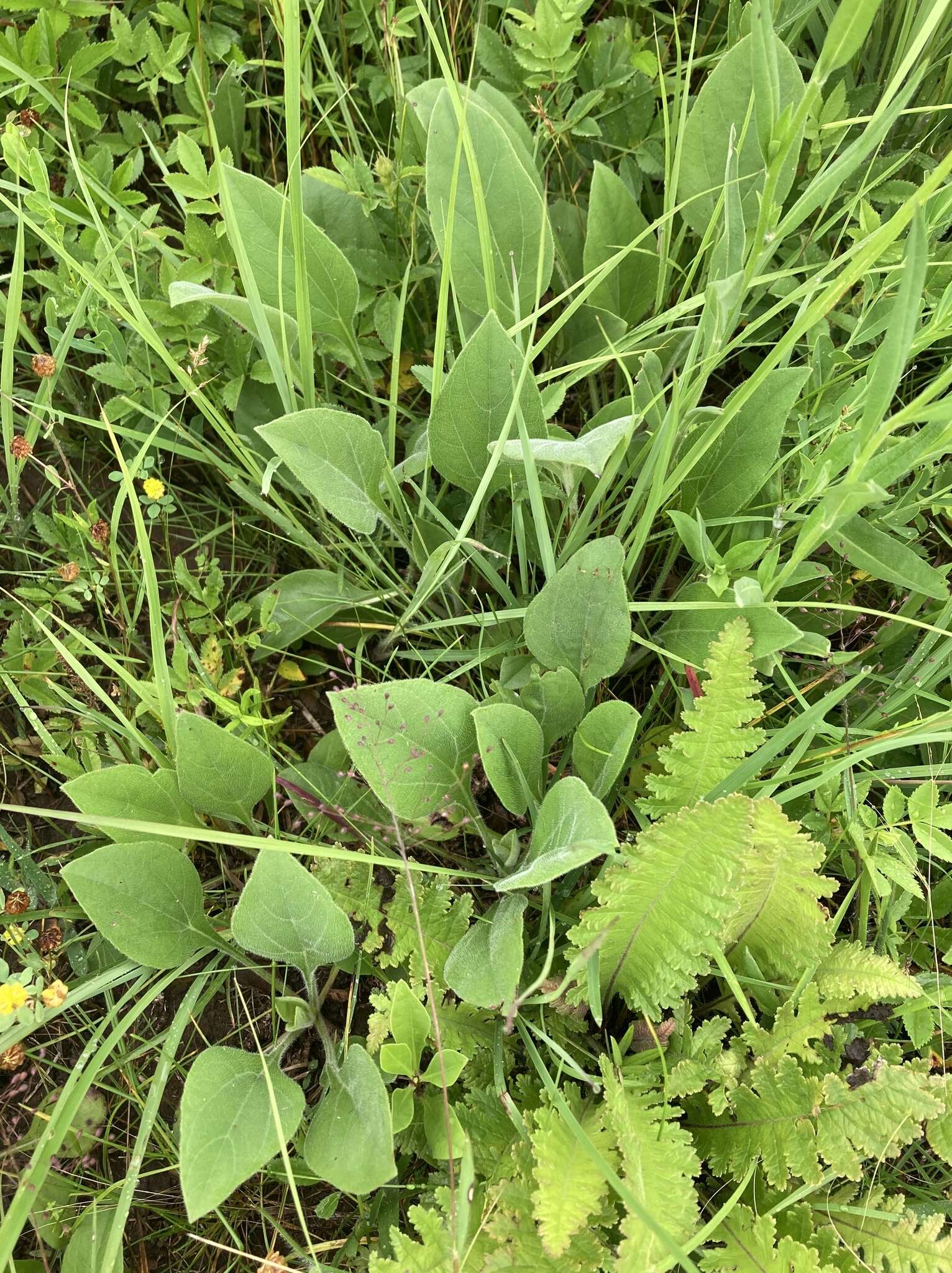 Image of fewleaf sunflower