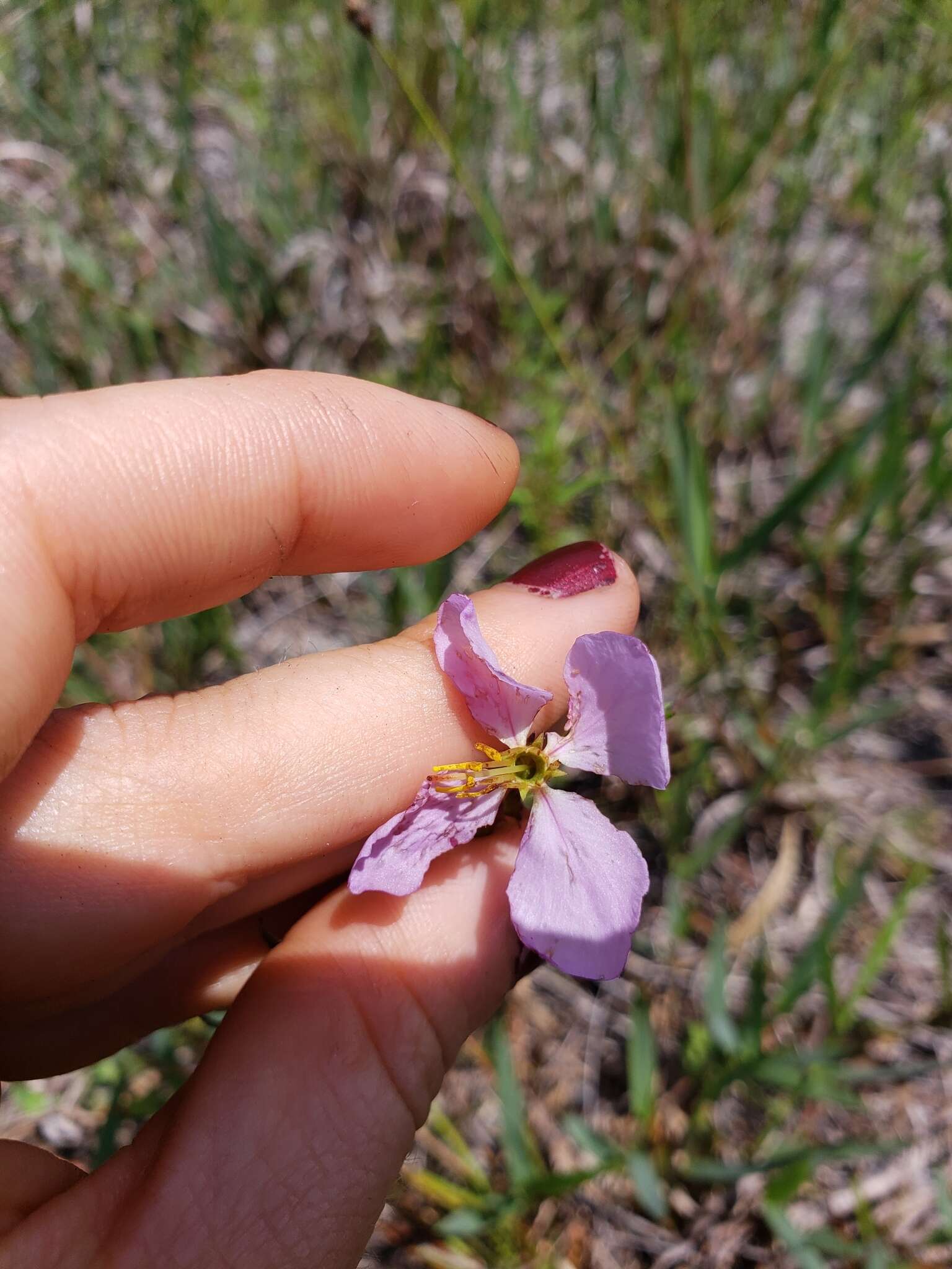 Imagem de Rhexia salicifolia Kral & Bostik