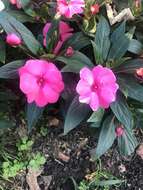 Imagem de Impatiens hawkeri W. Bull