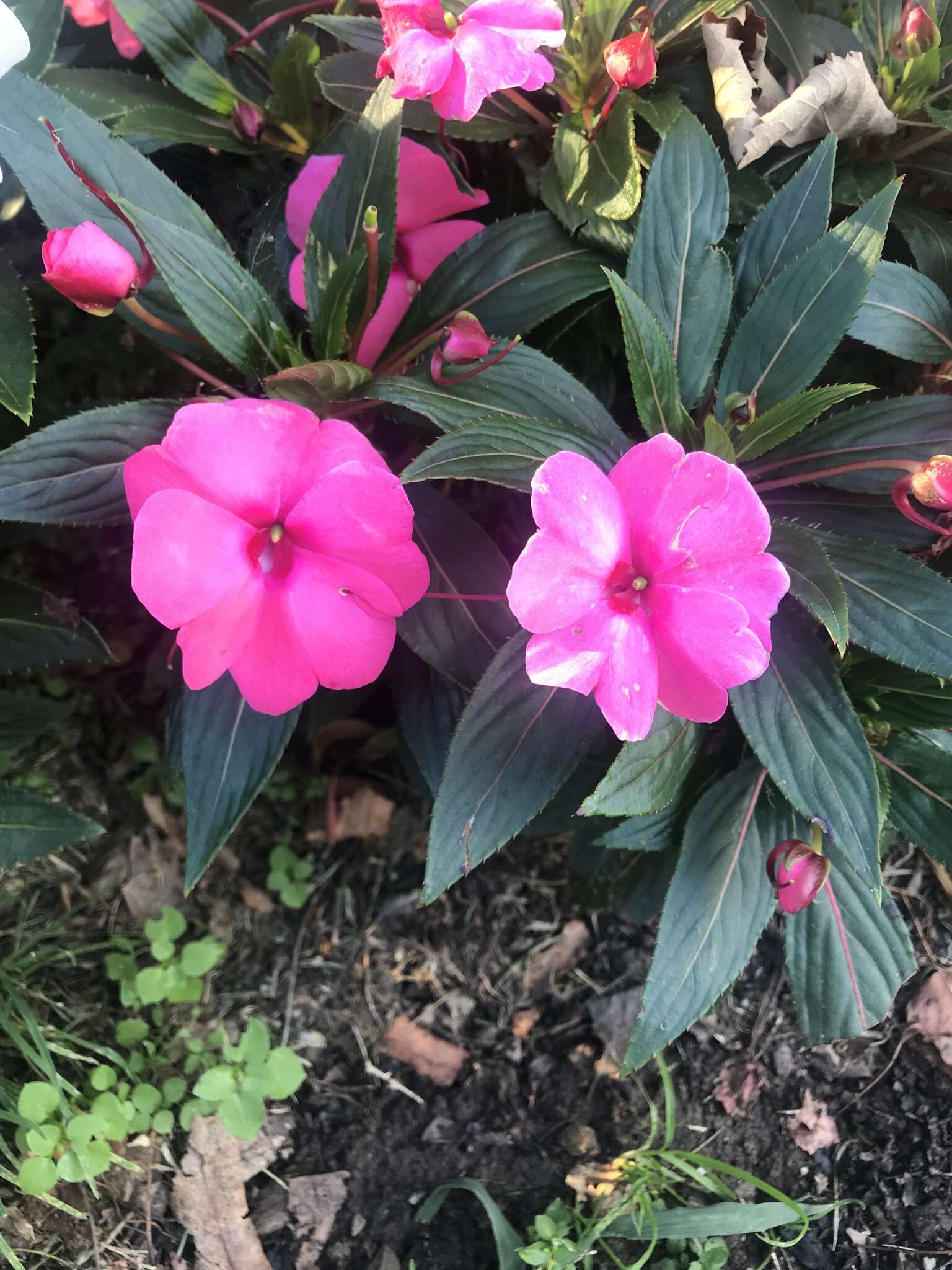 Imagem de Impatiens hawkeri W. Bull