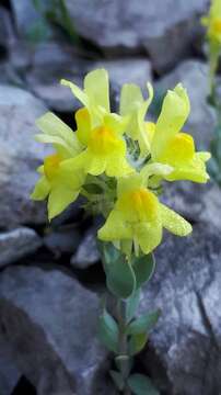 Image of Linaria tonzigii Lona