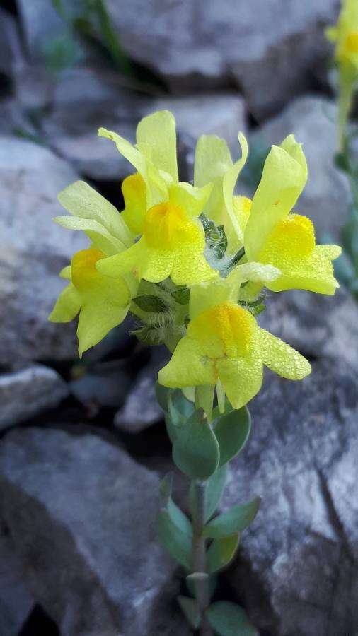 Plancia ëd Linaria tonzigii Lona