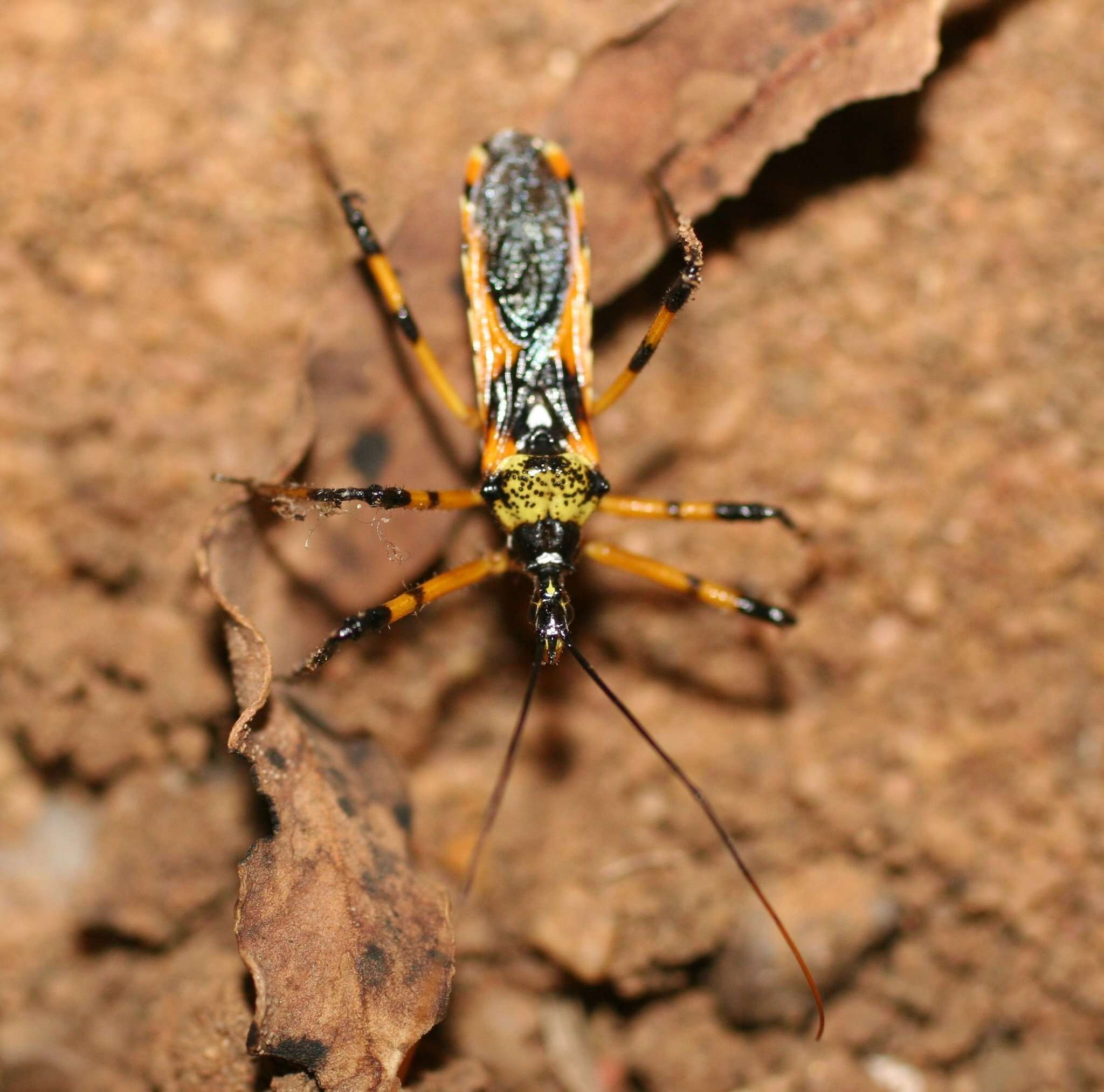 Image of Poecilosphodrus gratiosus (Stål 1859)