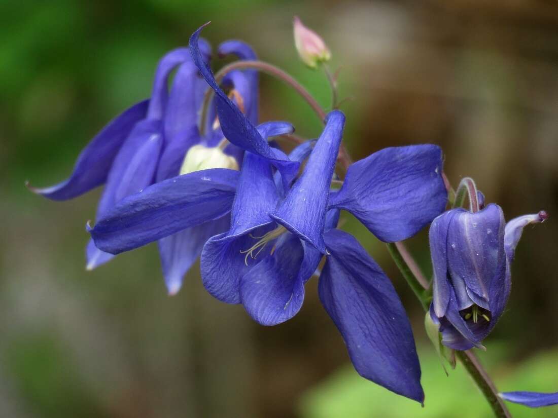 Слика од Aquilegia nigricans Baumg.