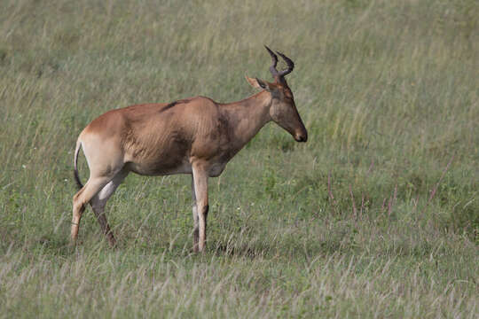 Image of Coke's Hartebeest