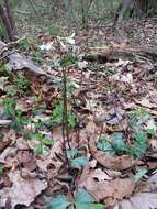 Image of slender toothwort