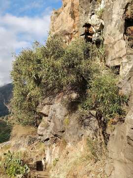 Plancia ëd Olea europaea subsp. cerasiformis G. Kunkel & Sunding