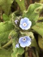 Image of Bothriospermum chinense Bunge