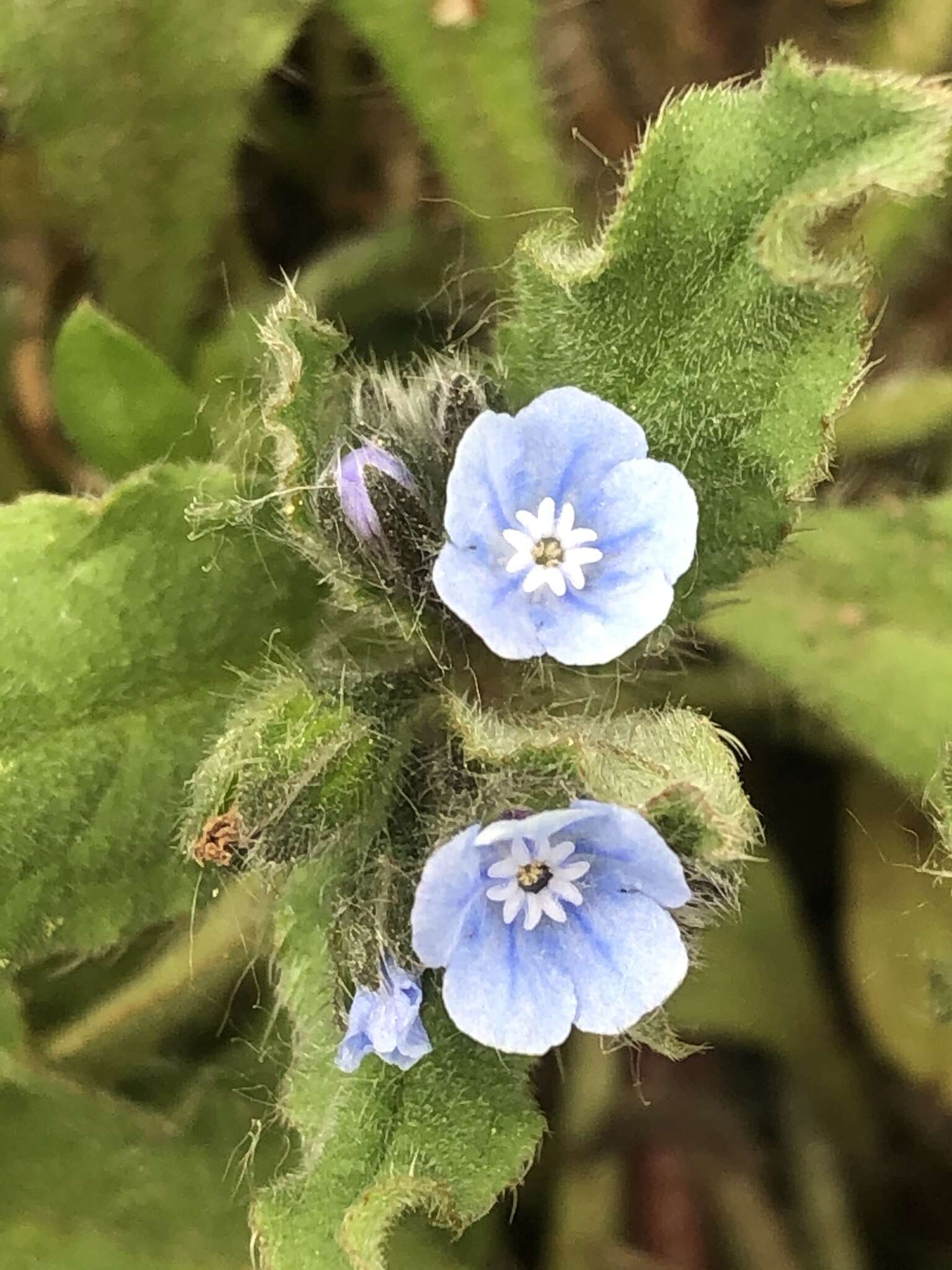 Image of Bothriospermum chinense Bunge