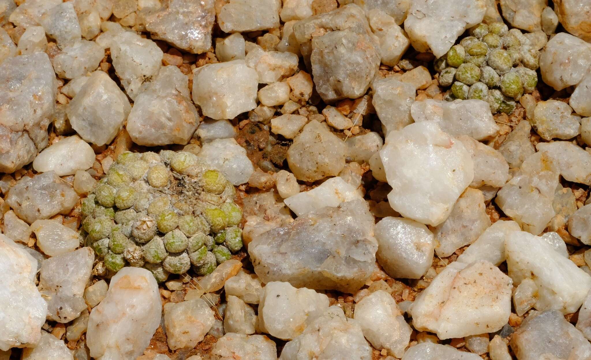 Image of Conophytum fulleri L. Bol.
