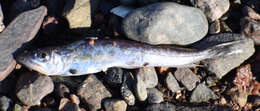 Image of Atlantic hake
