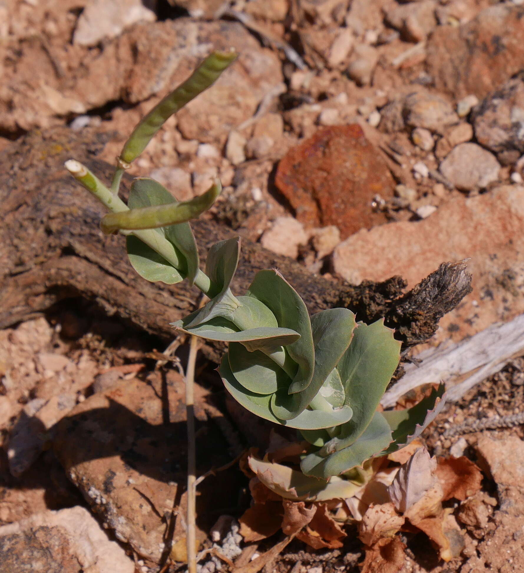 Слика од Streptanthus cordatus subsp. cordatus