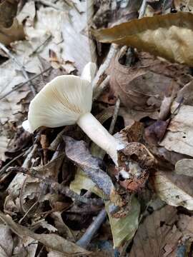 Image of Lactarius cinereus Peck 1872