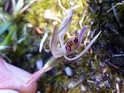 Image de Caladenia variegata Colenso