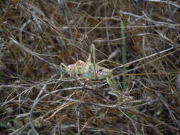 Image of Steropleurus pseudolus (Bolívar & I. 1878)