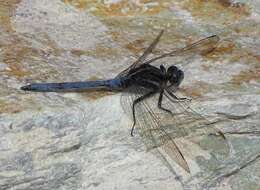 Image of Two-striped Skimmer