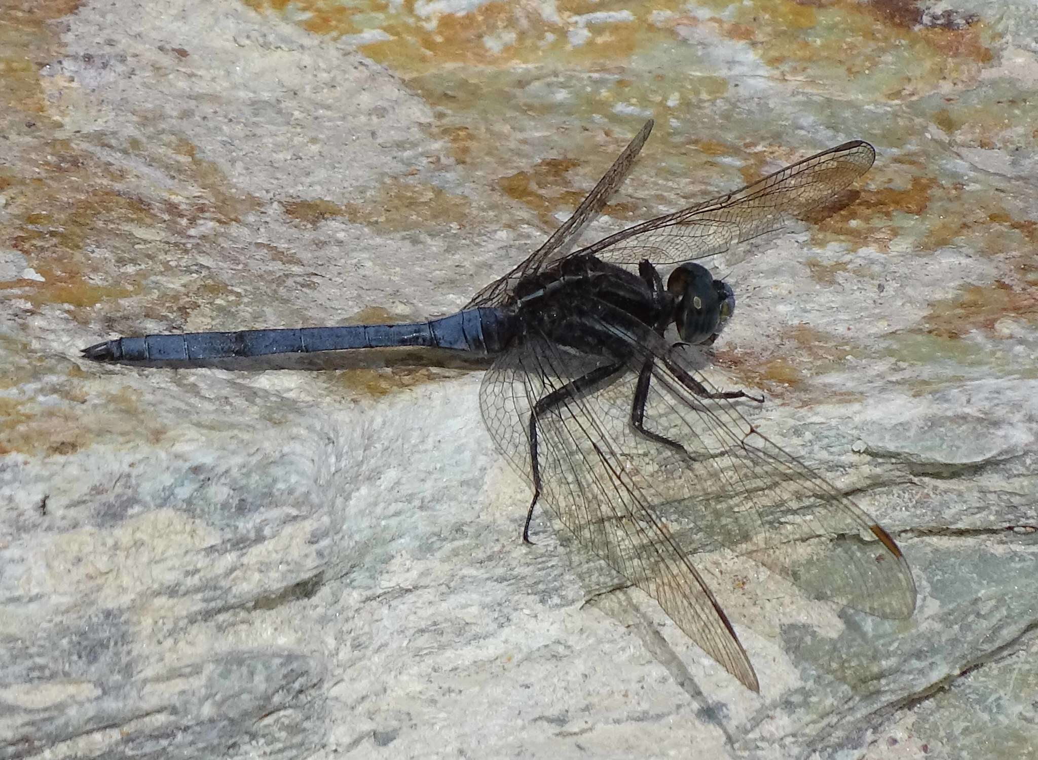 Image of Two-striped Skimmer