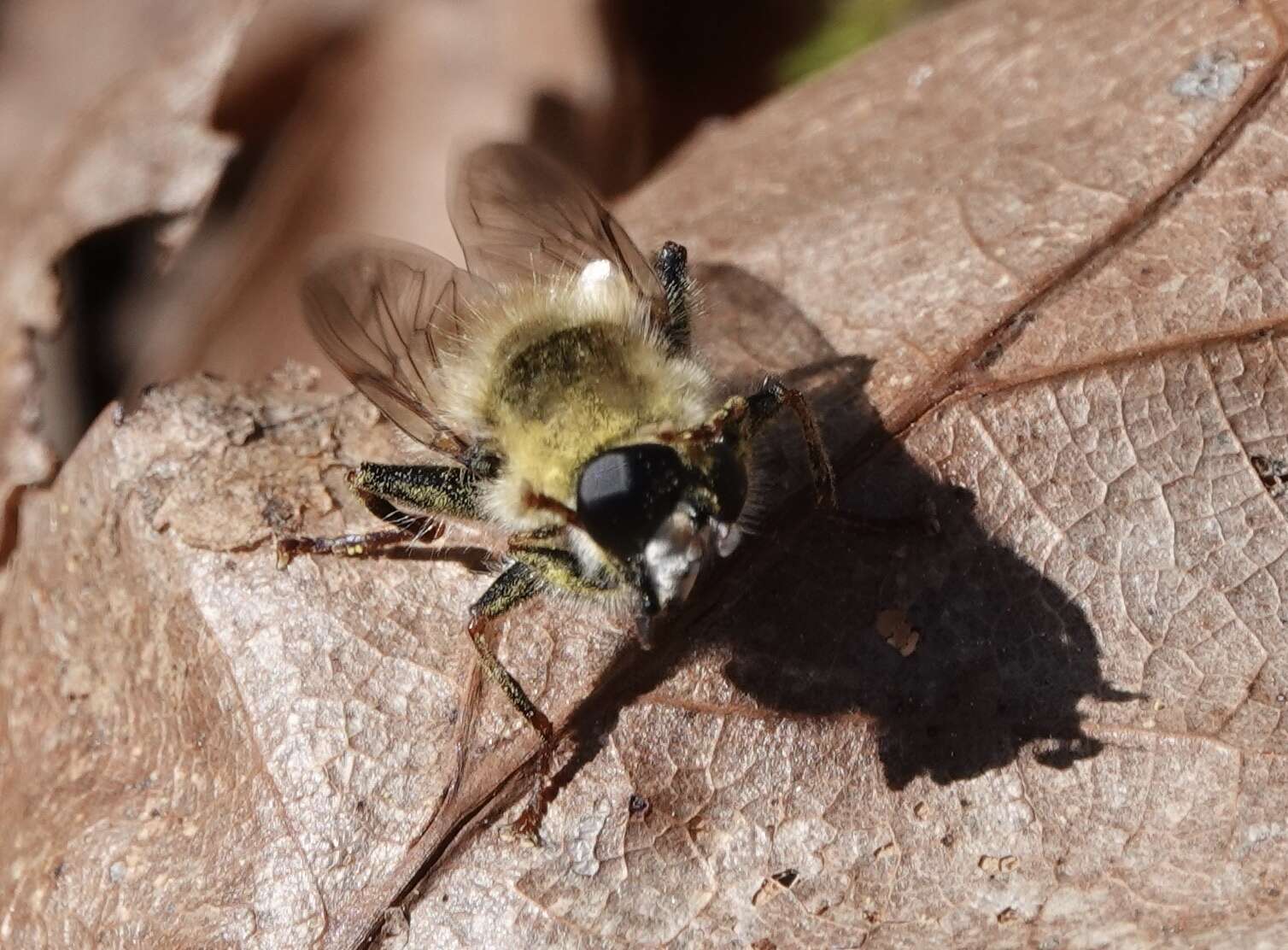 Image of Criorhina verbosa (Walker 1849)