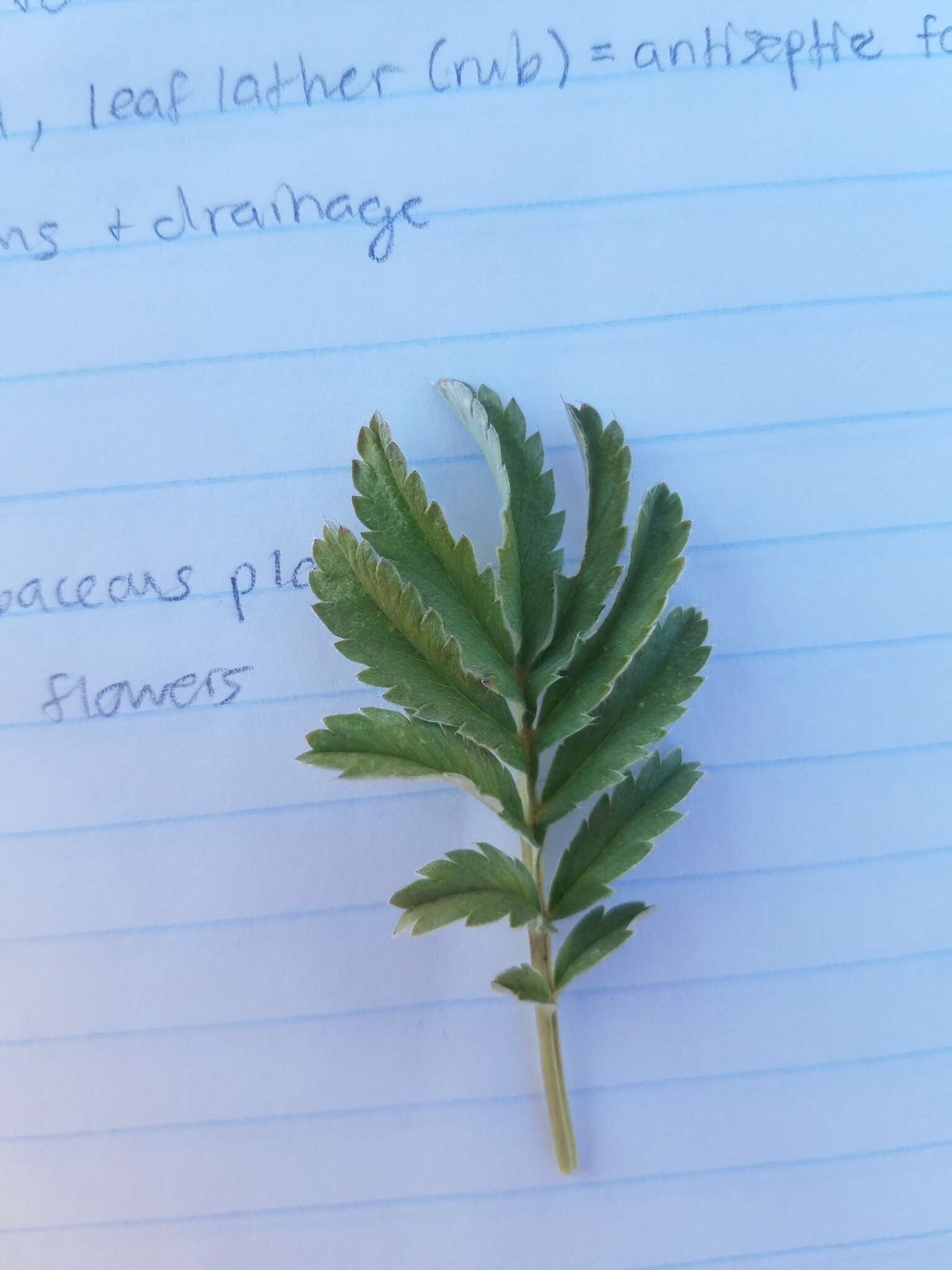 Image of woolly cinquefoil