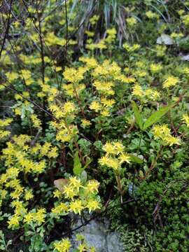 Слика од Sedum emarginatum Migo