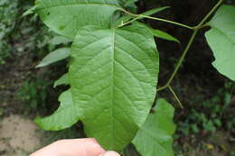 Image of American buckwheat vine