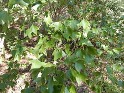 Image of three-toothed maple