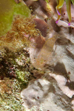 Image of crystal prawn