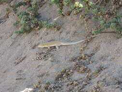 Image of Golden Fringe-fingered Lizard