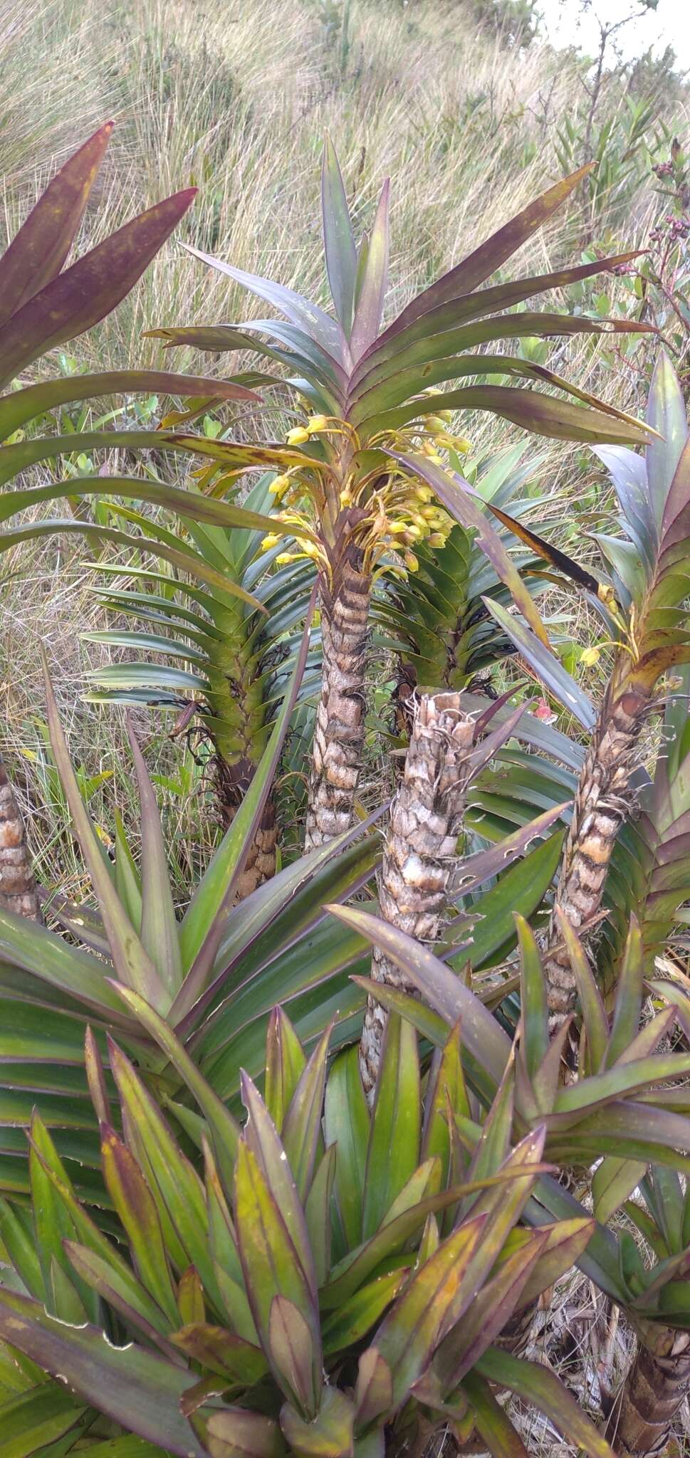 Image of Maxillaria cordyline (Rchb. fil.) Dodson