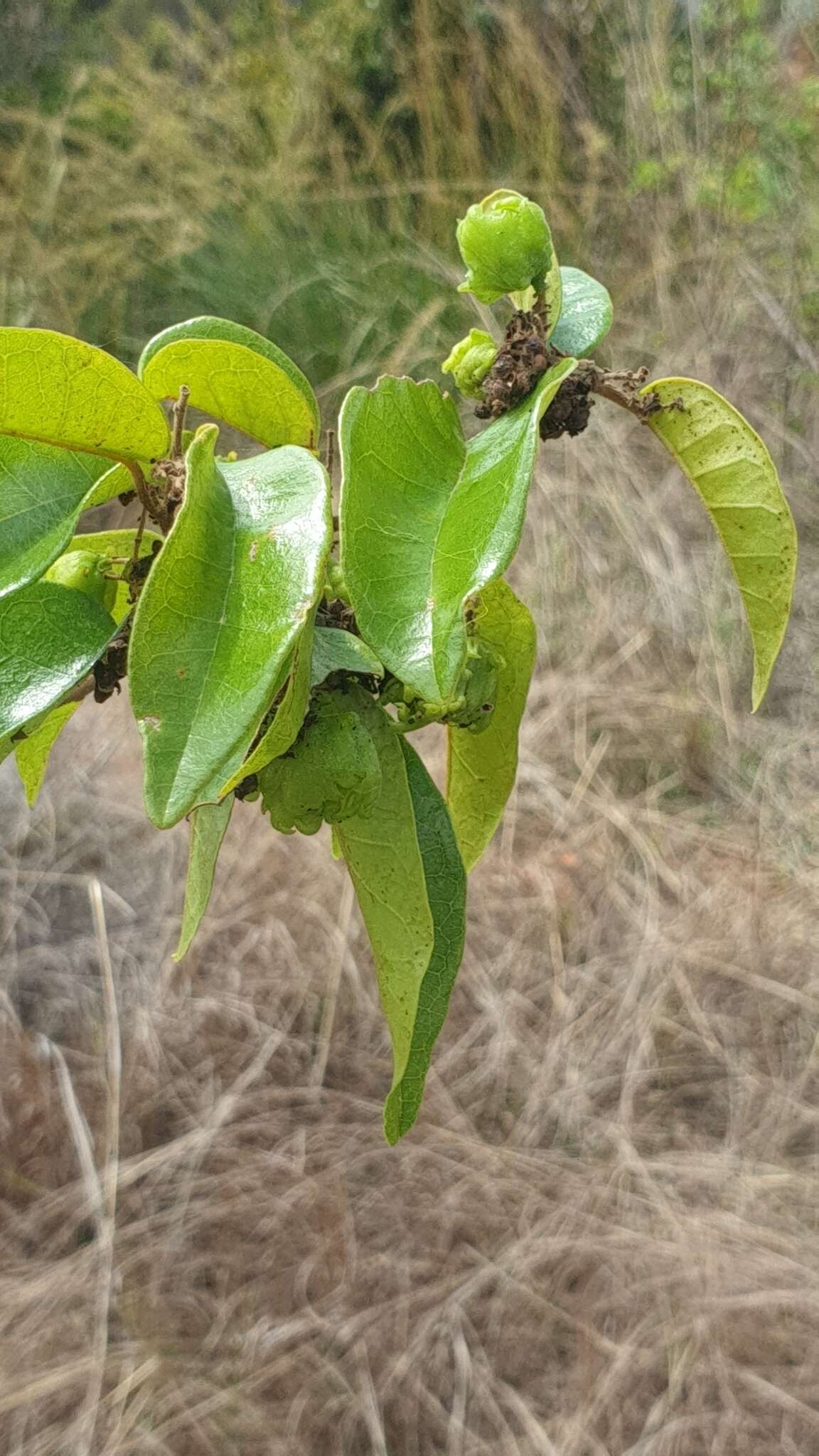 Image of Schizolaena parviflora (F. Gérard) H. Perrier