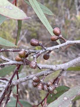 Слика од Eucalyptus phaenophylla M. I. H. Brooker & S. D. Hopper