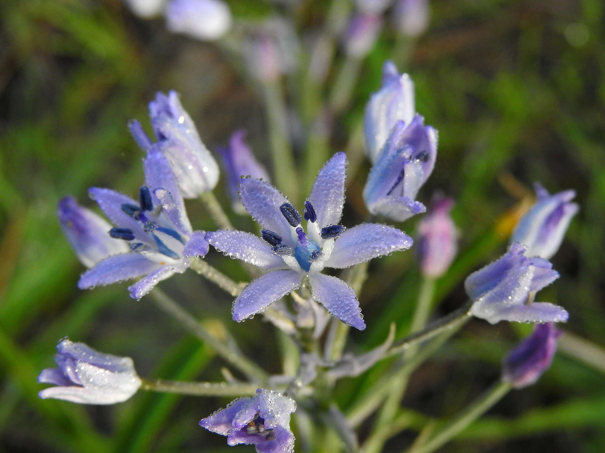 Hyacinthoides mauritanica (Schousb.) Speta resmi