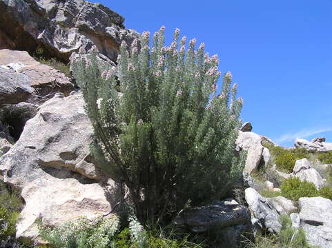 Image of Paranomus tomentosus (Phill. & Hutch.) N. E. Br.