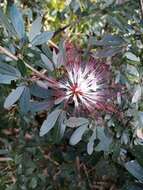 Image of Calliandra angustifolia Benth.