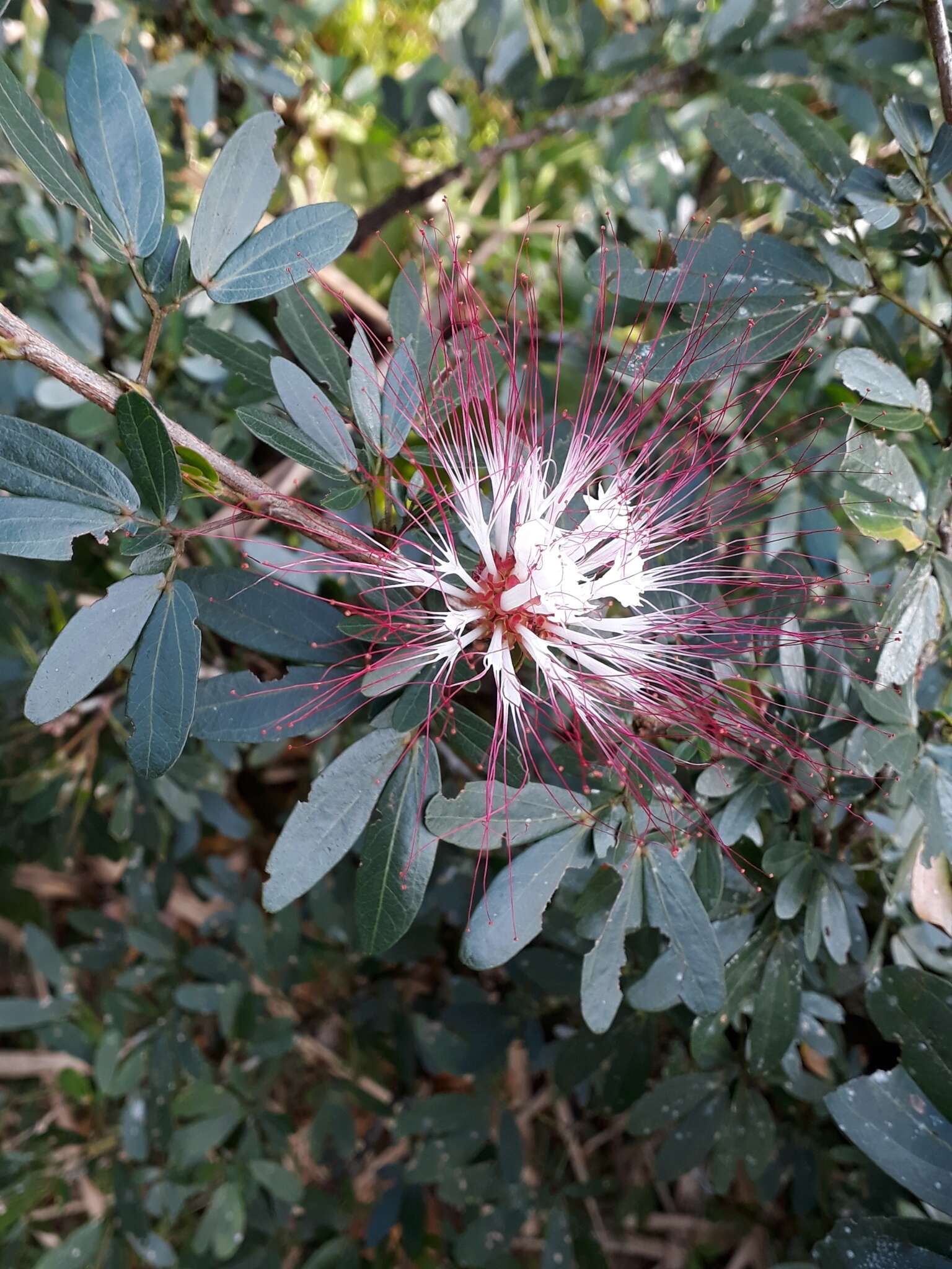 Imagem de Calliandra angustifolia Benth.