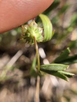 Image of balloon sack clover